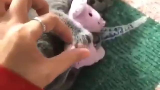 Kitten won't let go of lovey