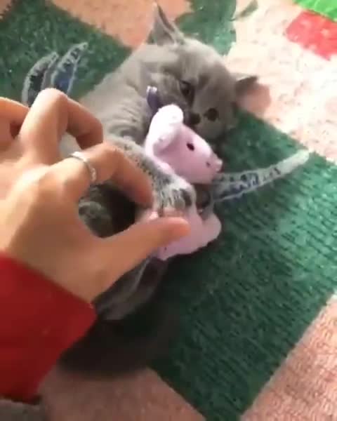 Kitten won't let go of lovey