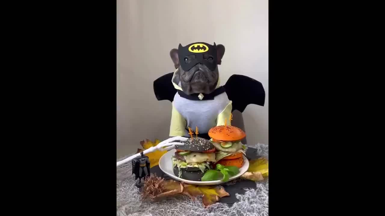 French bulldog dressed as Batman 'makes' Halloween-themed burgers