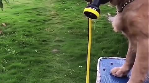 Interesting little animals