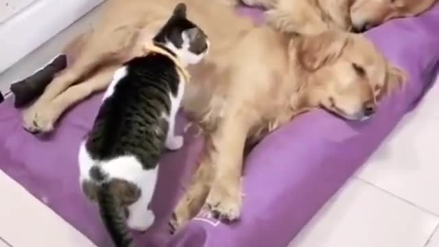 CAT SLEEPING BETWEEN 2 DOGS !!