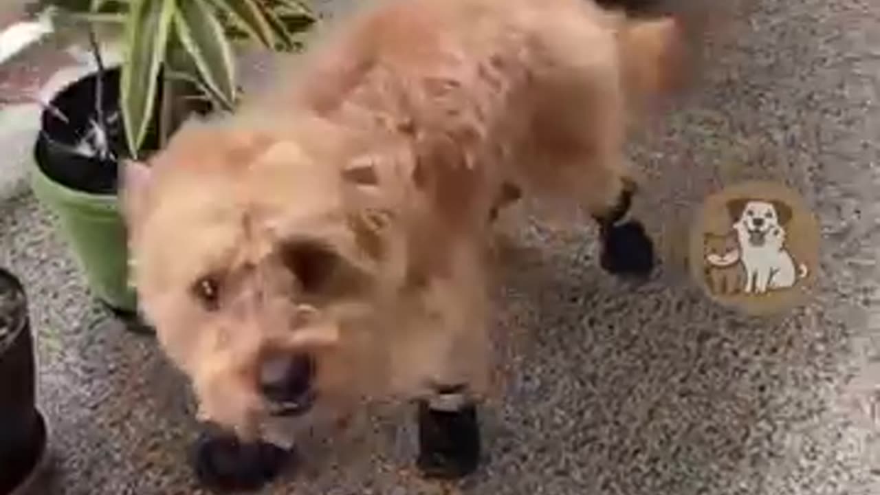 Dog's Hilarious First Reaction to Wearing Shoes