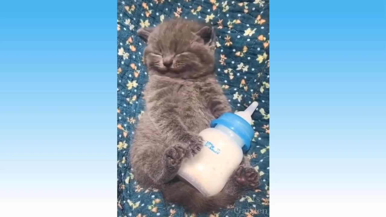 Compilação de Animais Bonitos e Animais Engraçados #87
