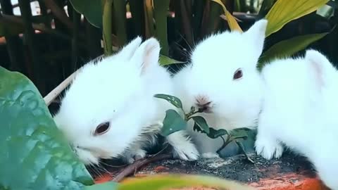 Cute Rabbits