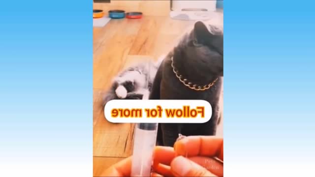 Funny Cat Videos of The Weekly - TRY NOT TO LAUGH