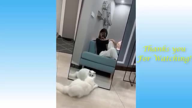 Funny And Cute Cat'S Life