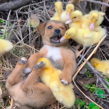 "Biting off More Than It Can 'Quack!' - When a Brave Little Duck Takes on a Dog's Tongue!" 🦆🐶