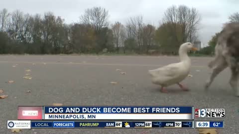 An Unlikely Friendship Between A Dog And A Duck Surprised A Small Town In Minnes