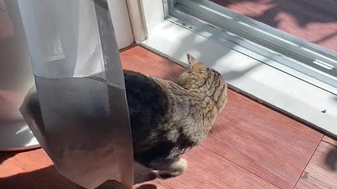 A cat playing with curtains.