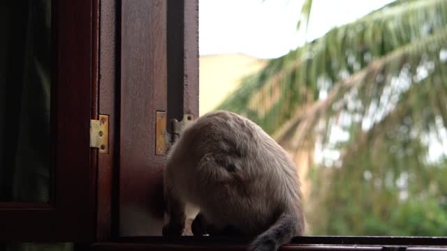 beautifu Animals Videos Cats Videos