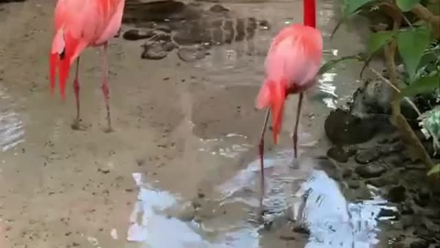 Flamingo tomand banho