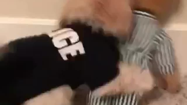 Teddy Bear Criminal Captured By Noble Police Pup