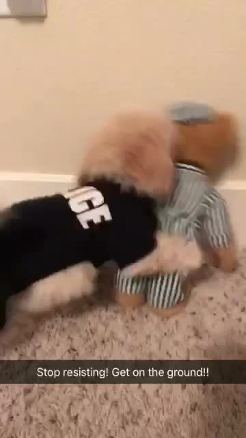 Teddy Bear Criminal Captured By Noble Police Pup