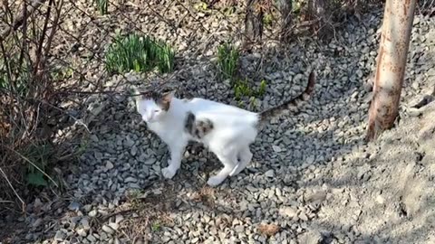 Cute little cat playing. This cat is so cute