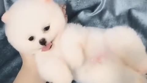Cute baby puppy video like and subscribe