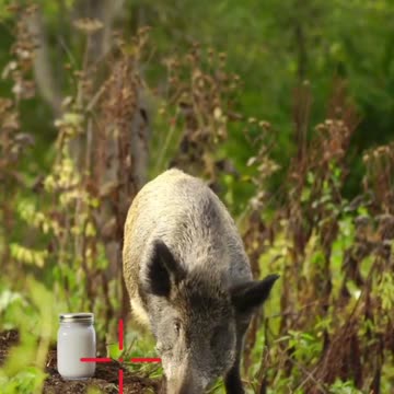 TANNERITE vs Wild Hogs!