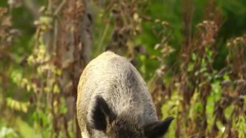 TANNERITE vs Wild Hogs!