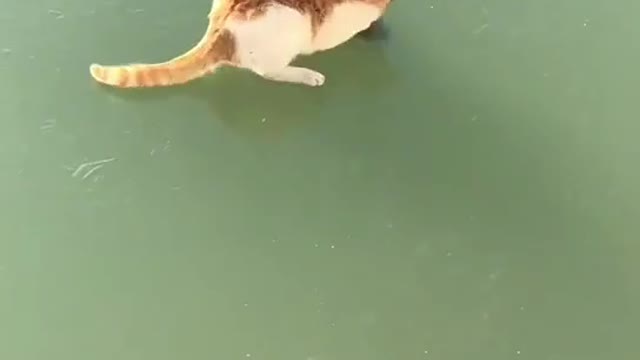 Cat a find a fish but one problem