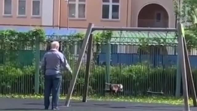 Cat swing
