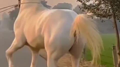 Huge White Horse Beautiful - Amazing Beautiful horses compilation