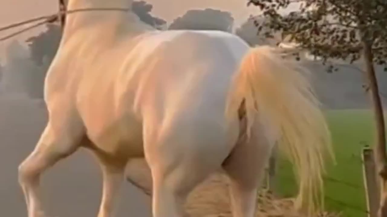 Huge White Horse Beautiful - Amazing Beautiful horses compilation