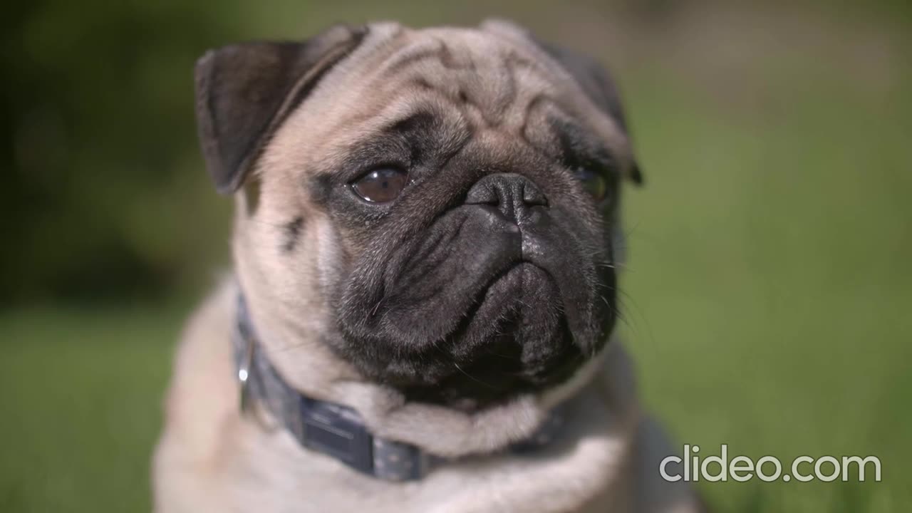 Funny Pets