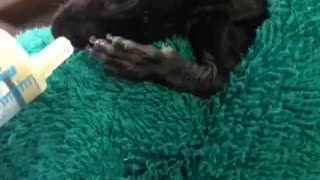 Baby Squirrel rescued