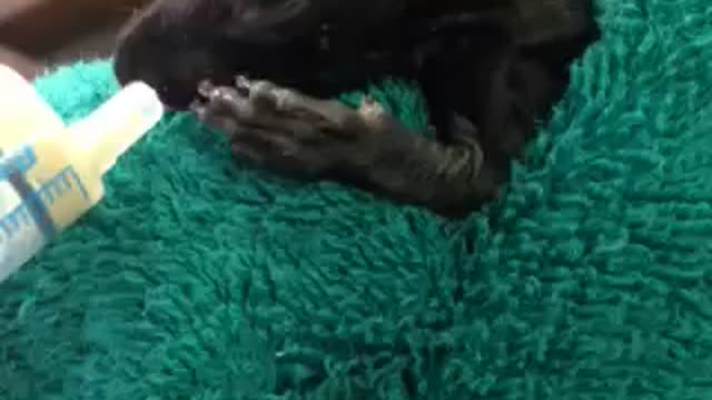 Baby Squirrel rescued