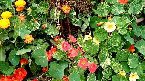 Roof garden