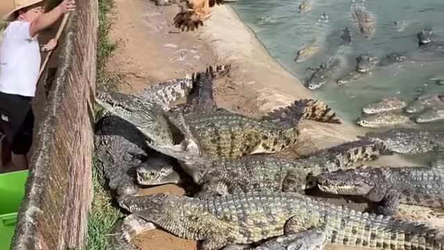 Cruel Farmer Feeds Live Chicken To Crocodiles 🐟 #shorts