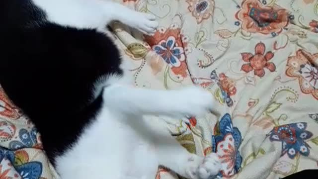 Cat playing with ribbon