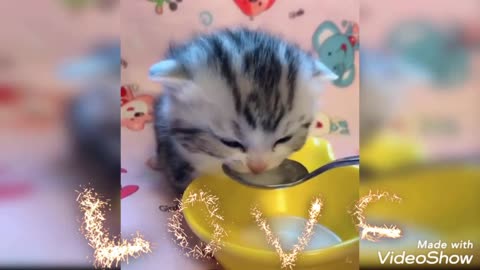BaBy Cats~Cute AnD Funny BaBy Cat"s Videos CompilaTioN❤️