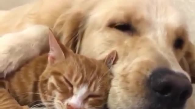 GOLDEN RETRIEVER PLAYING WITH CAT - ANIMALS