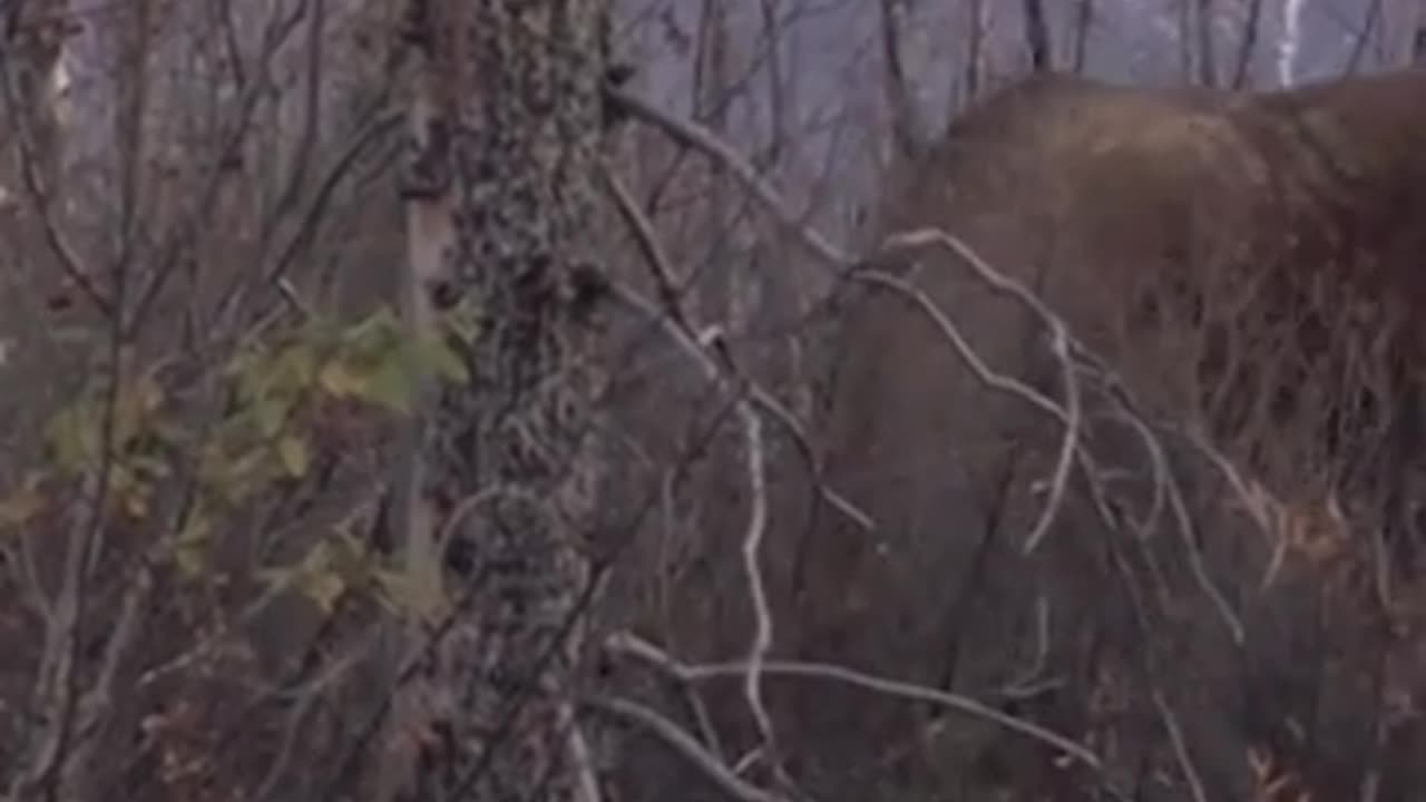 What would you do if you got this close to a giant bull moose??? | #shorts | #moose | #nature