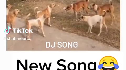 New dog song