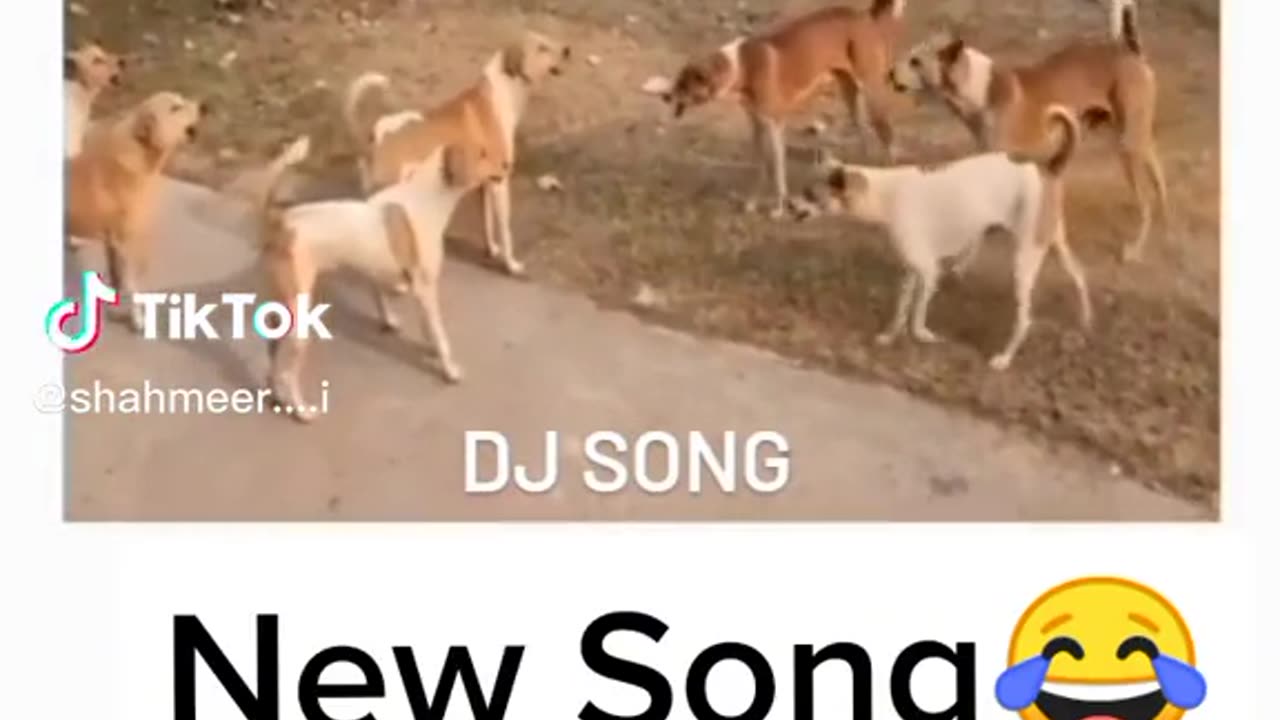 New dog song