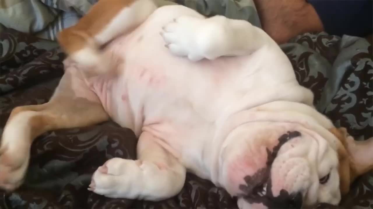 Dog Makes Funny Sound While Scratching Himself - Hilarious Pets