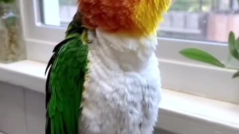 Have you ever seen a parrot singing out the window every day?