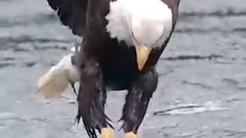 Amazing Eagle