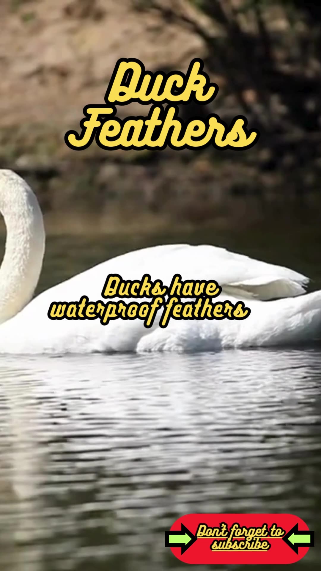 Animal Facts Duck Feathers shorts