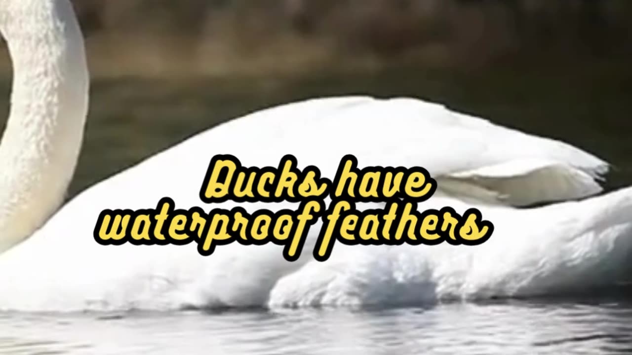 Animal Facts Duck Feathers #shorts