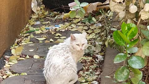 'The rose of Sharon bloomed Game' with cat