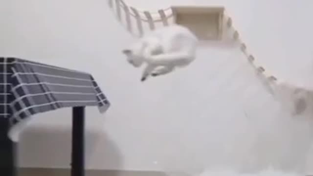 Cat Does DOUBLE JUMP in AIR