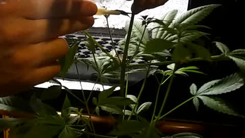 Cloning your medical marijuana plant