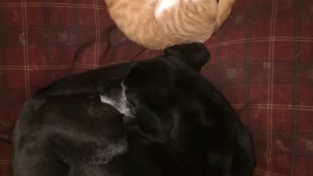 Black dog and cat asleep next to each other