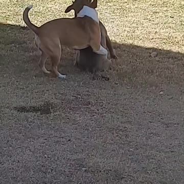 Claire Bear &Tucker Carlson Do Not Want To Stop