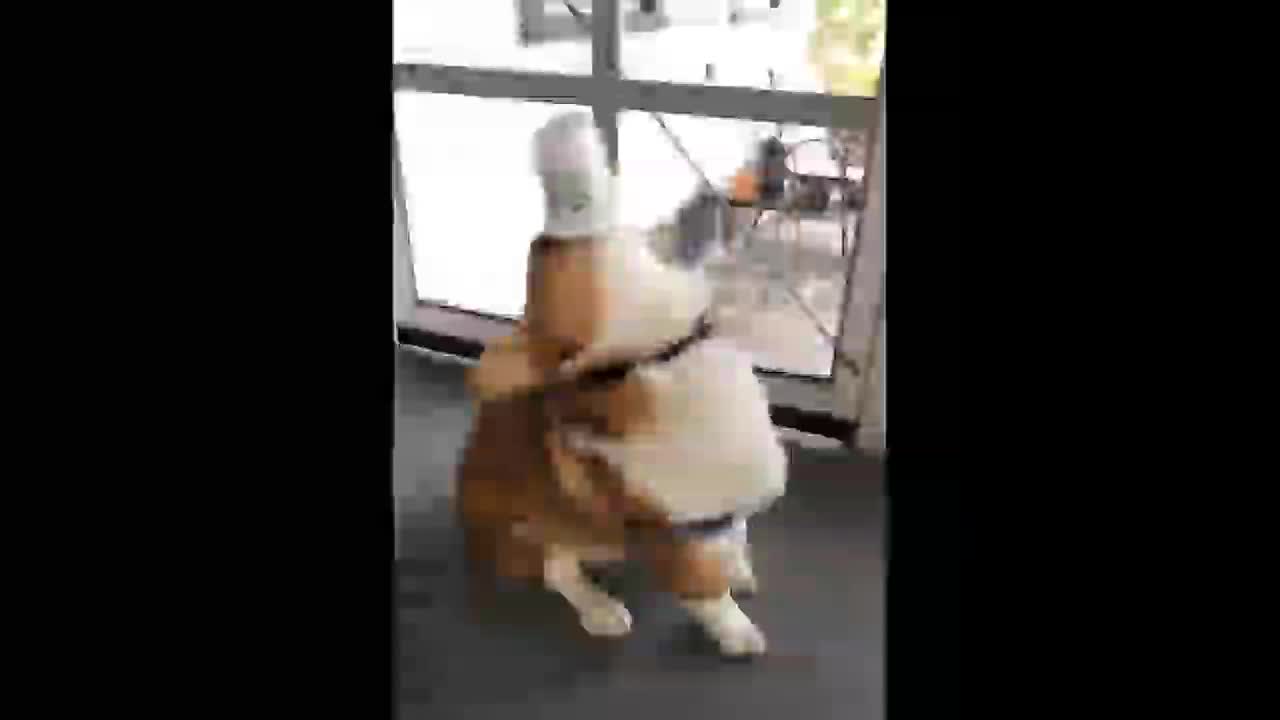 cute baby animals 2