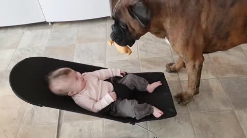 Dog playing with baby