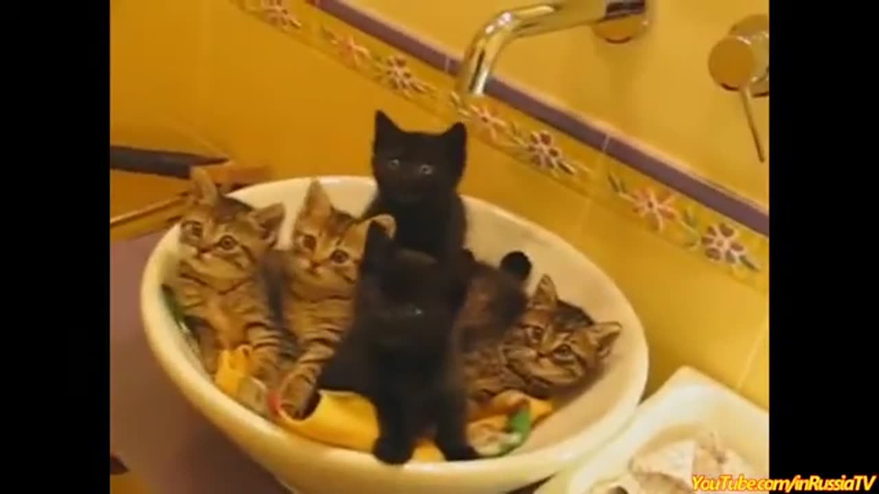 FUNNY VIDEOS: Funny Cats - Funny Fails