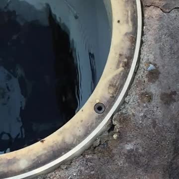 Coral snake in a skimmer